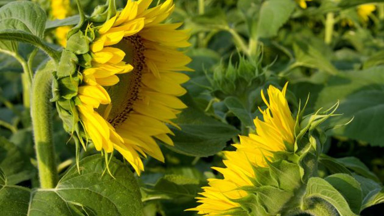 Fotolia_1832874_XL-1600x1067-1