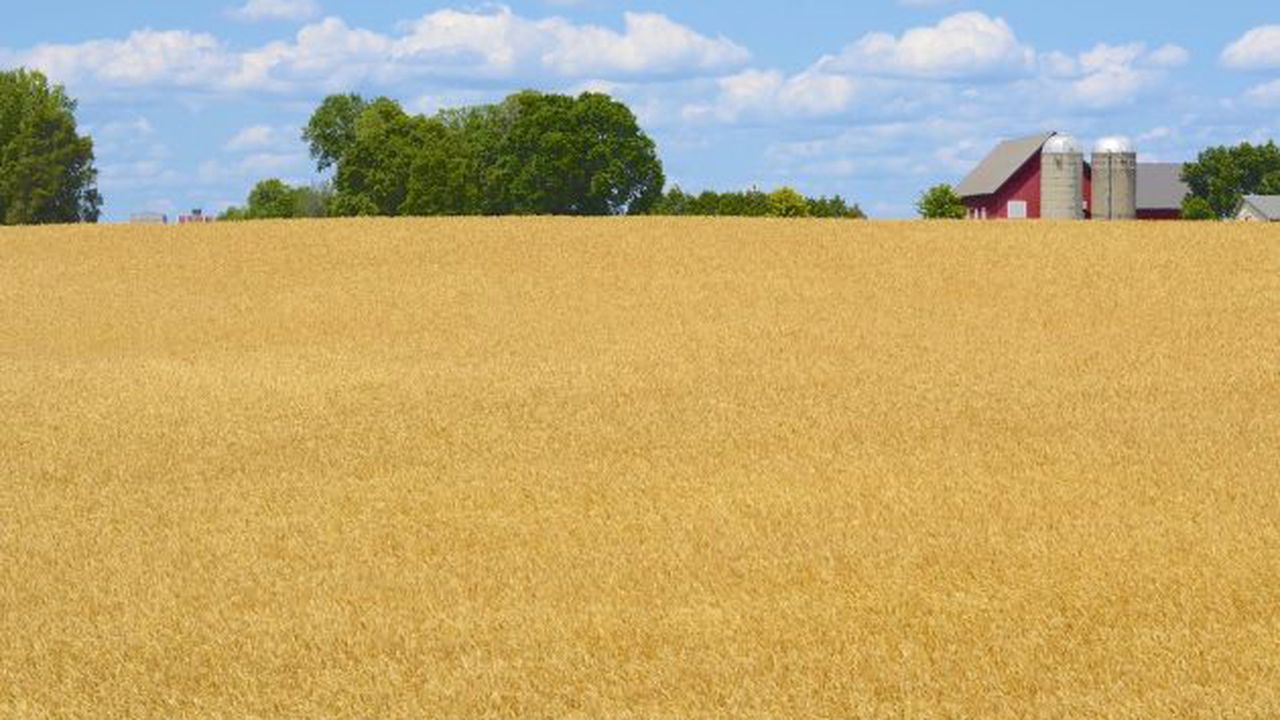 Camp cu grau in Canada