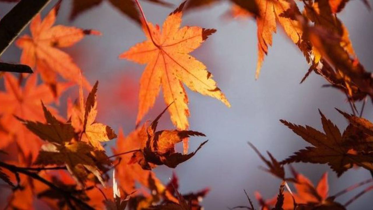 Temperaturi noiembrie meteo vremea ANM