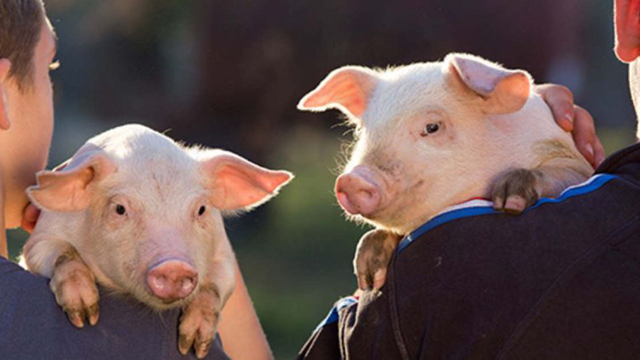 porci ansvsa 5435657