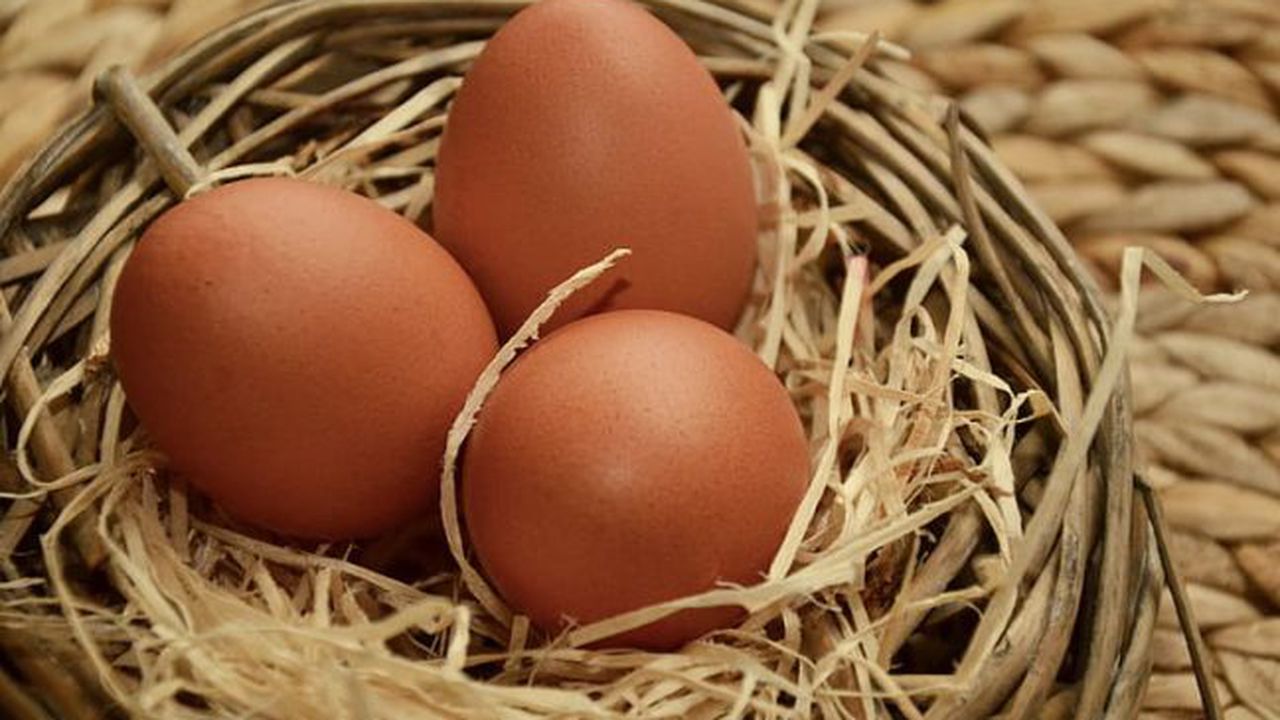 egg-brown-eggs-of-course-nest-preview