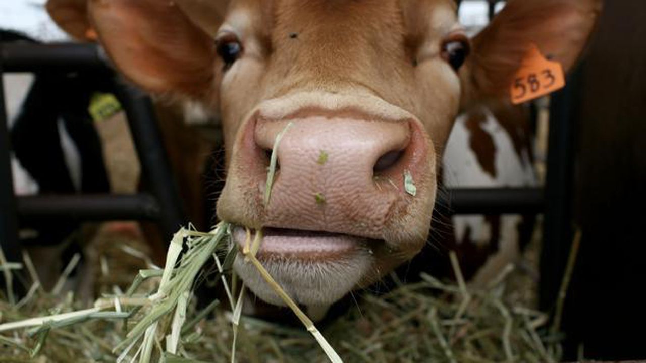 vaca vita bovina 76859403348565940