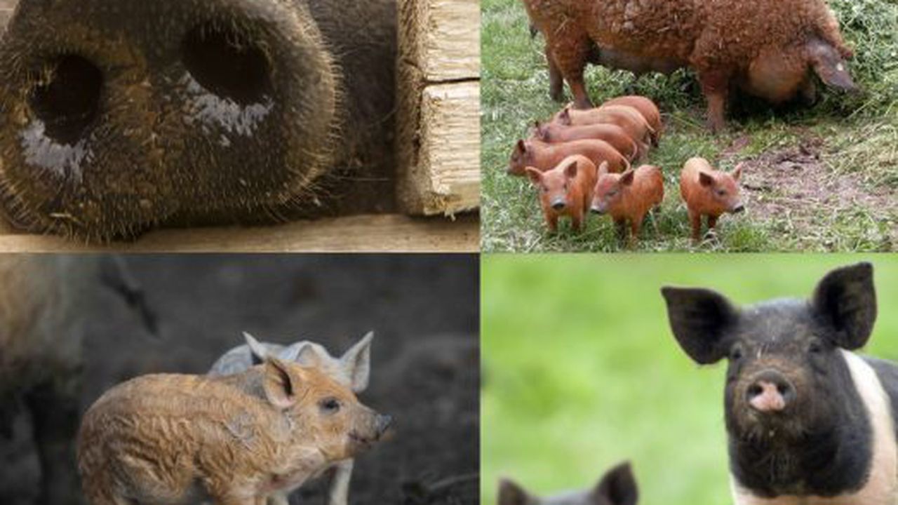 mangalita bazna 32547543