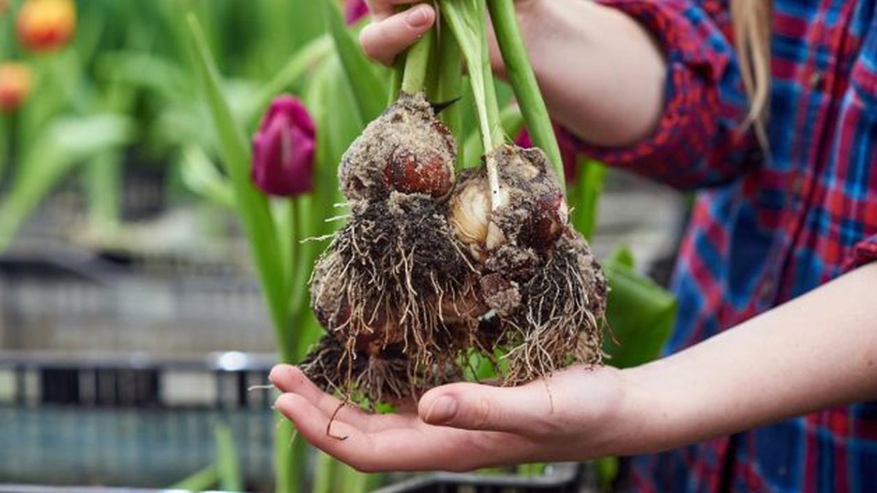 bulbi flori planteo 423