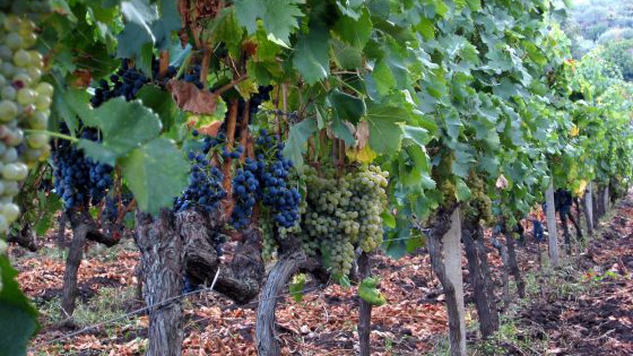 Etna_Wine_Agriturismo,_Passopisciaro,_Sicily,_Italy._Field_blend