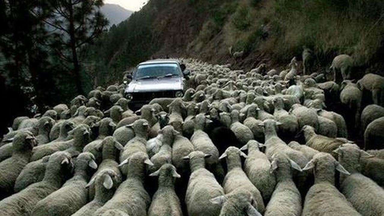 cioban oi ovine 6789876543