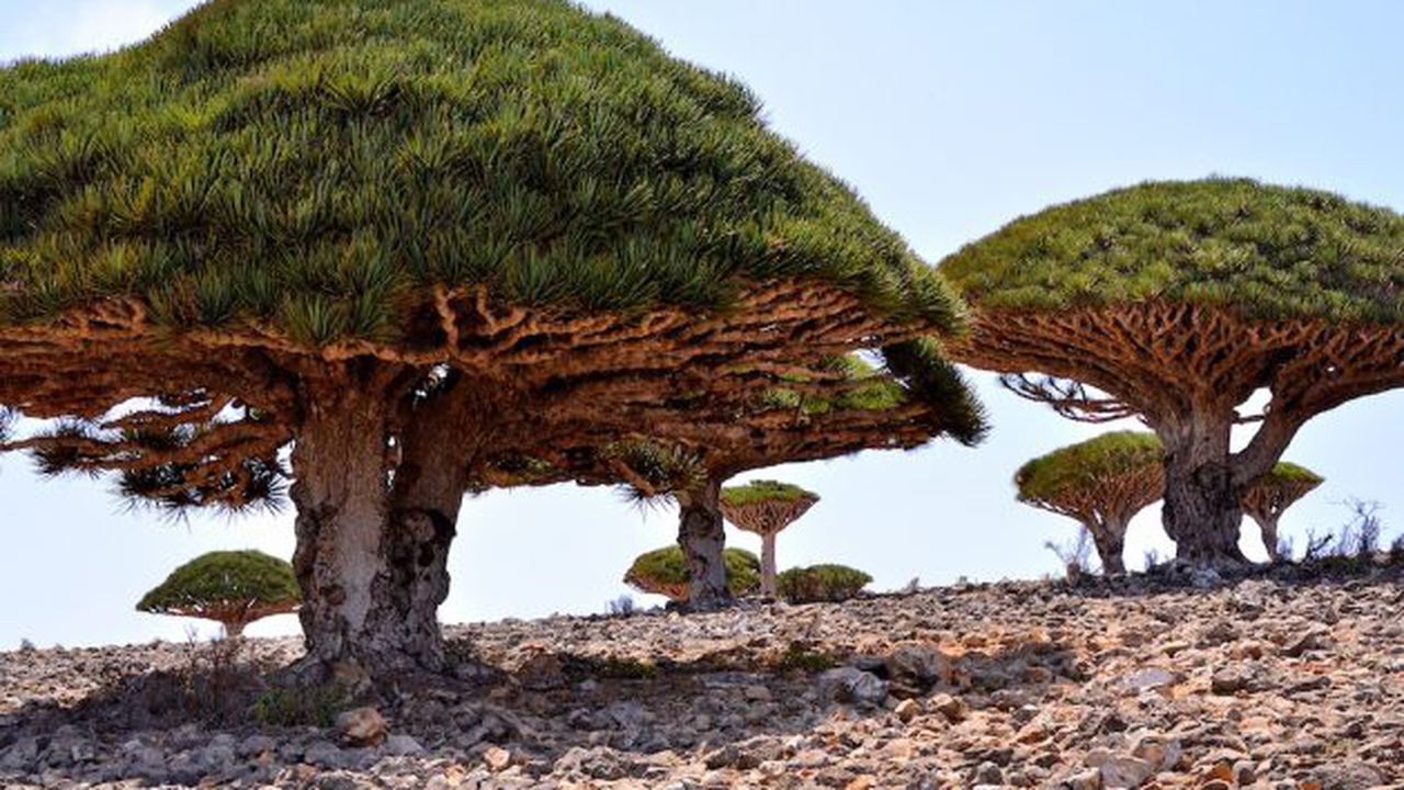 Insula Socotra