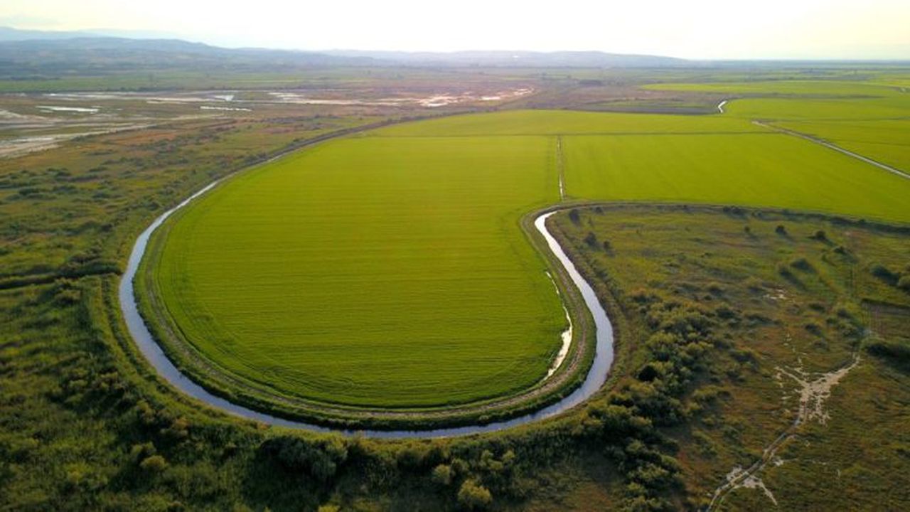 Plantatie de orez Grecia