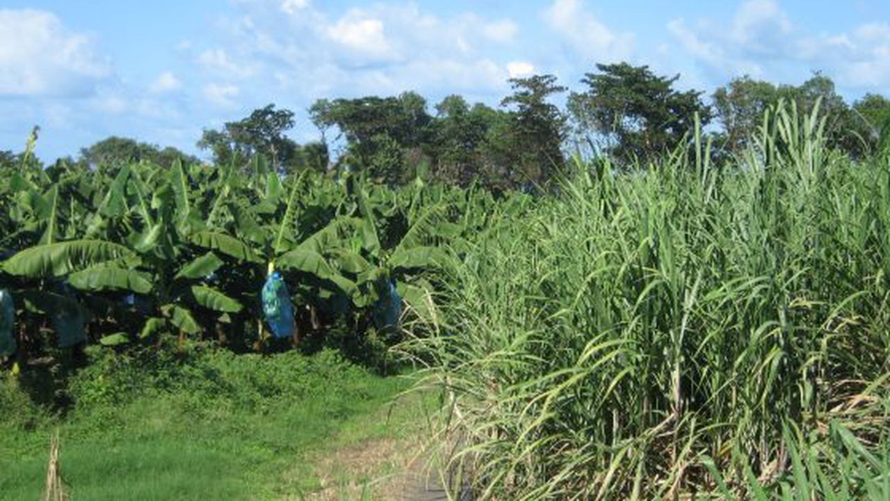 Sugar_cane_banana_martinique