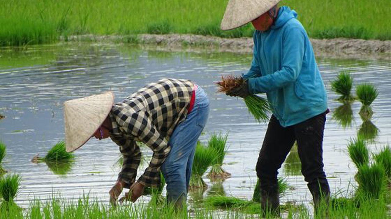 Workers_Planting_Rice_Seedlings_-_Dien_Bien_Phu_-_Vietnam_-_03_(48159151896)