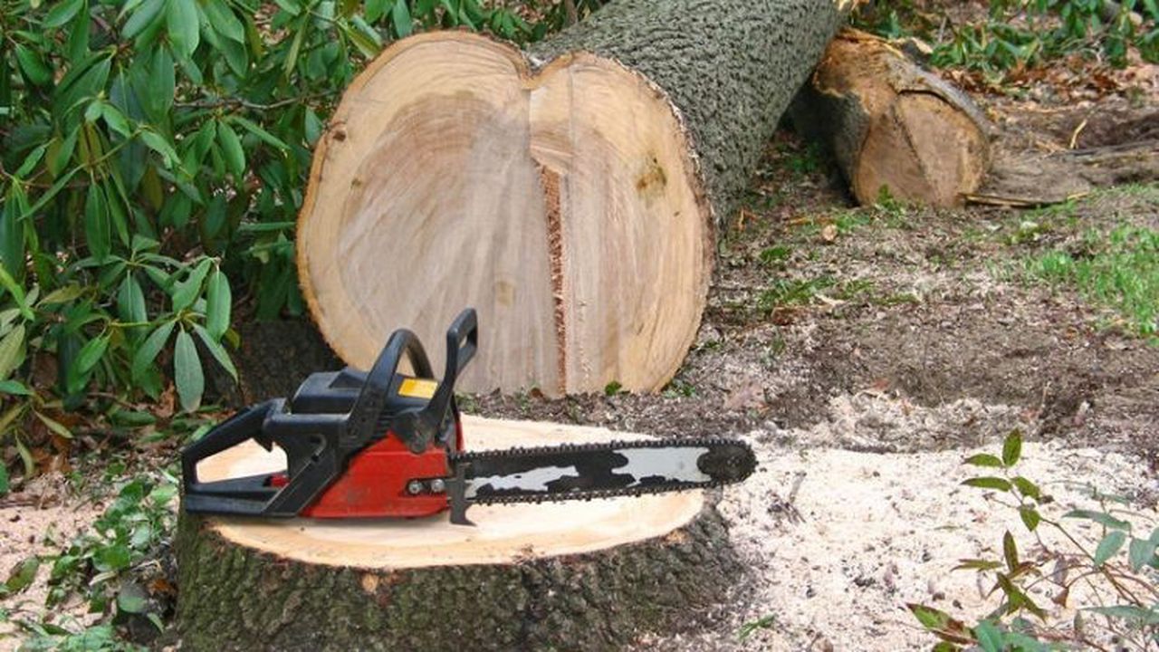 lemn paduri cod silvic 6785947685