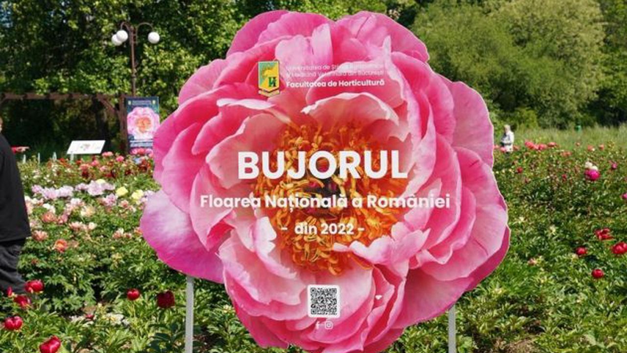 Bujorul Madrigal