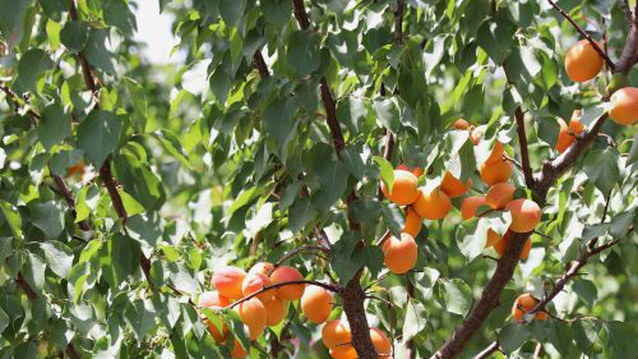 FRULEG- RO