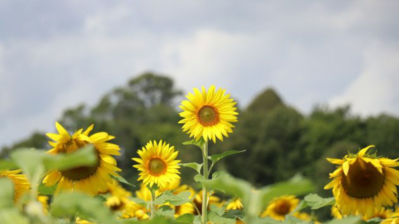 floarea soarelui