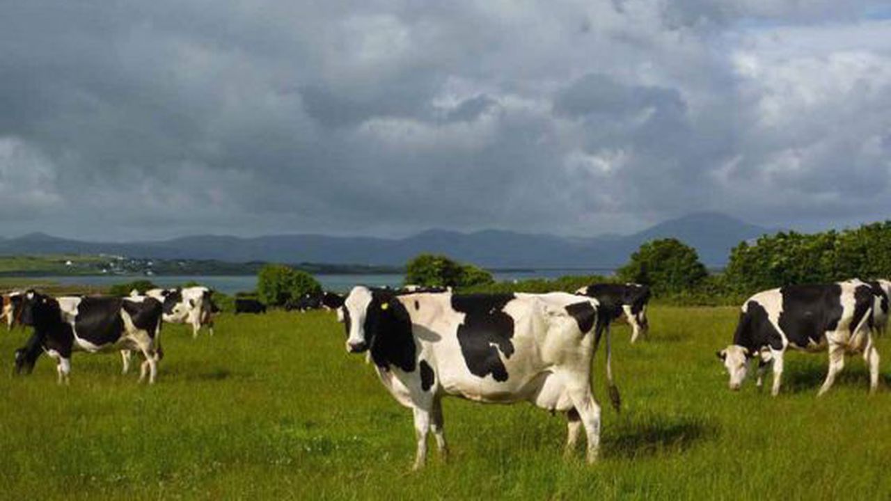 Vaci în Irlanda 2