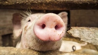 Ce se va întâmpla cu piața cărnii de porc anul acesta. Sunt semne de redresare, dar recolta de cereale își va spune cuvântul