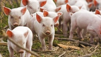 Comtim: Există un apetit semnificativ din partea investitorilor străini de a produce carne de porc aici. Există totuși un risc major