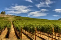 România are cele mai multe exploataţii viticole din UE, dar şi cele mai mici