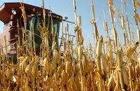 Fermierii români au găsit soluția, în lipsă de oferte în România. Și-au asigurat recoltele direct în afara țării. Sume importante la mijloc