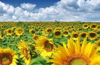 România, pe locul doi din UE la producția de floarea soarelui