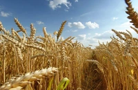 Cultivatorii americani de grâu se confruntă cu o situaţie economică dificilă din cauza supra-aprovizionării cu cereale