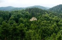 Organizaţiile de mediu Agent Green şi BMF solicită IKEA să-şi controleze operaţiunile forestiere din România