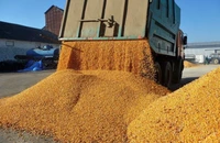Ucraina. Exporturile de cereale au scăzut