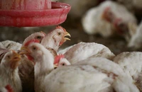 Crescătorii de păsări acuză ANPC că pune în pericol sectorul avicol românesc și cer instituției să arate același interes și față de carnea de pui importată