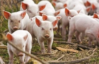 APCPR solicită autorităților măsuri urgente pentru controlul pestei porcine africane, în condițiile în care carnea de porc e cel mai importat produs alimentar din România