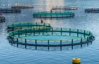 Gradul de ocupare în unitățile de cazare de la Marea Neagră va depăși 95%. 200.000 de turiști sunt așteptați de Sfânta Maria