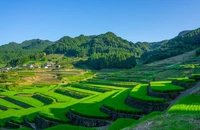 Demisie de onoare în Japonia – Ministrul agriculturii pleacă din guvern după o remarcă nefericită