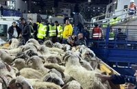 Un caz de variolă ovină confirmat în România