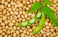 Decizie istorică – Verde pentru soia modificată genetic, în UE