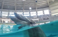S-a redeschis Delfinarul din Constanța după renovare, iar spectacolele încep de duminică. Instituția plătește 1,9 milioane de lei pentru reprezentații cu delfini din Ucraina