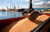 Rusia – Recolta de cereale ar putea să crească uşor în 2025