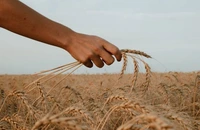 Cum influențează vremea culturile agricole din acest an în principalele regiuni din țară