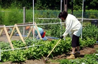 Legumicultorii români pot accesa, începând din 19 ianuarie 2026, fonduri europene de peste 151 de mil. euro