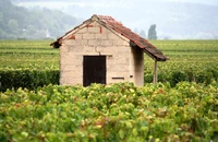 Seceta intensă din Franța afectează pespectivele producției de vin