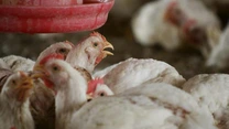 EFSA: Europa a trecut în acest an prin cea mai gravă epidemie de gripă aviară din istorie și există riscul extinderii în continuare