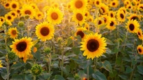 Războiul din Ucraina taie din piața producătorilor români de semințe de floarea soarelui. Ucrainenii inundă piața cu prețuri mult mai mici, pentru că n-au ce face cu ele acasă