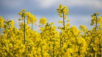 O criză de ulei de gătit se prefigurează din cauza creşterii apetitului global pentru biocombustibili