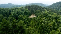 Organizaţiile de mediu Agent Green şi BMF solicită IKEA să-şi controleze operaţiunile forestiere din România
