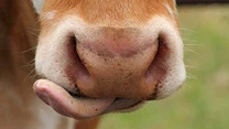 Lupu, Holstein RO: Ar trebui să se oprească modul în care sume importante pleacă la ferme ce nu produc lapte şi nu au minimum de performanţă