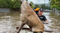 ANSVSA recomandă proprietarilor de animale din zonele afectate de inundații să coopereze cu medicii veterinari