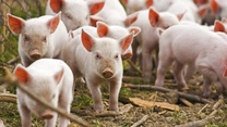 Efectivele de porcine ale României au crescut cu 0,5%, la data de 1 mai 2024