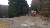 Fondul forestier a crescut cu 1.263 de hectare, la 6,61 milioane de hectare – INS