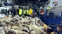 Bihorul rămâne în „carantină” din cauza pestei rumegătoarelor mici. CE: Datele disponibile privind supravegherea bolii rămân insuficiente