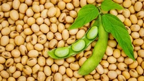 Decizie istorică – Verde pentru soia modificată genetic, în UE