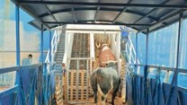 ANSVSA: Un transport cu 40.600 de ovine și 1.460 de tauri a pornit astăzi din Constanța cu destinația Algeria