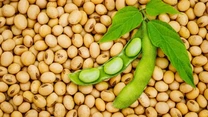 Fermierii români se întorc la soia. Producția ar putea crește cu peste 60%